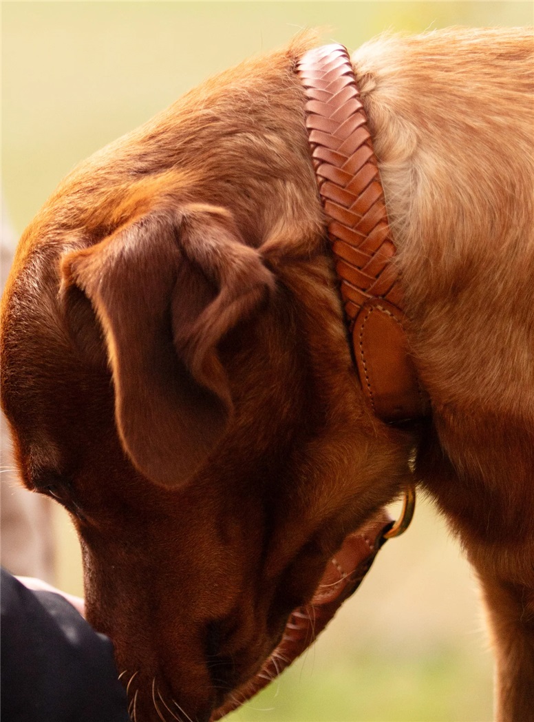 Plaited Leather Dog Collar in Tan