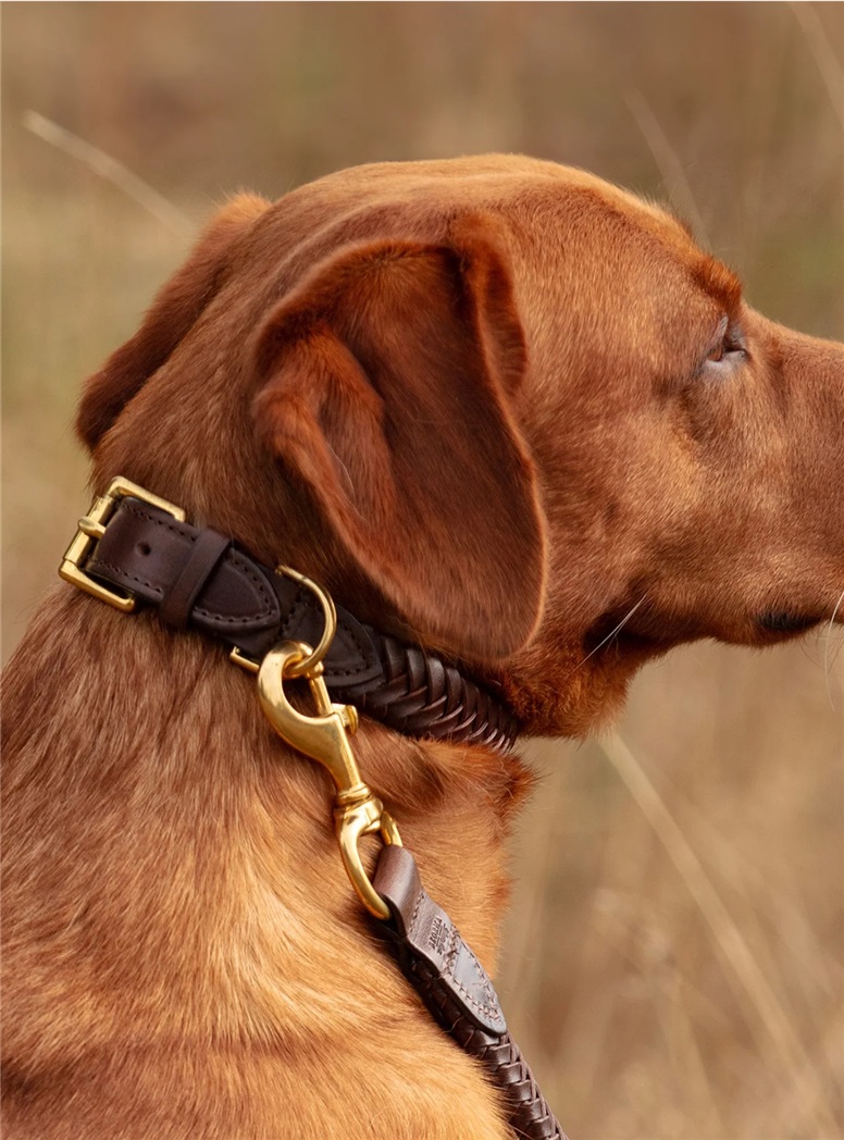 Plaited Leather Dog Collar in Dark Brown